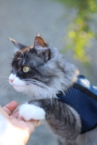 Midsection of person holding cat