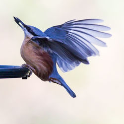 Close-up of bird perching against clear sky