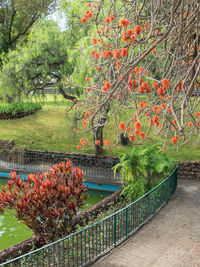 View of flowering plants in garden