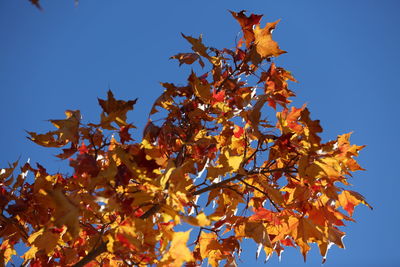 Low angle view of maple tree against sky