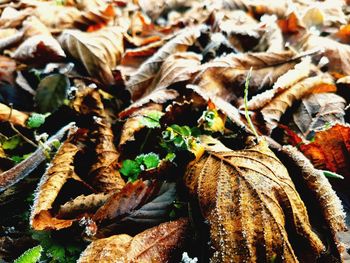 Full frame shot of dry leaves
