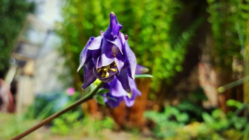 Close-up of purple flowers