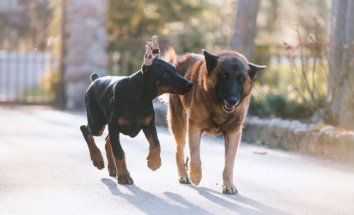 Runing dogs