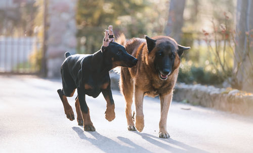 Dog standing in a horse