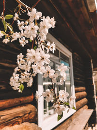 Close-up of white cherry blossoms by house window