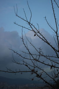 Low angle view of silhouette bare tree against sky