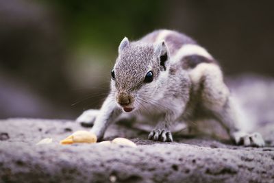 Close-up of chipmunk on rock