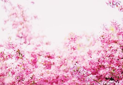 Low angle view of pink flowers