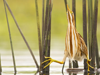 Close-up of bird perching on plant