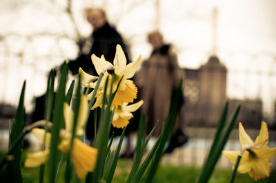 Close-up of flowers blooming outdoors