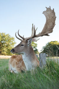 View of deer on field