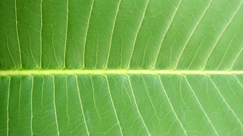 Full frame shot of green leaves