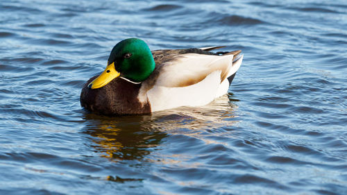 Duck swimming in a lake