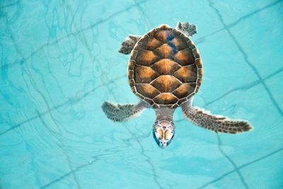 Close-up of tortoise in water