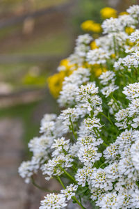 Close-up of white flowering plant in park