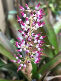 Close-up of pink flowers on tree