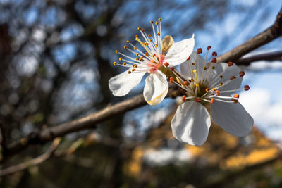 Close-up of white cherry blossoms in spring