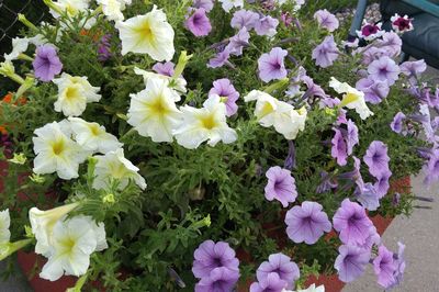 Close-up of purple flowers