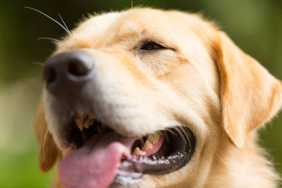 Close-up of dog looking away