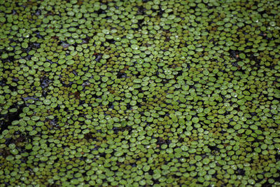 Full frame shot of vegetables