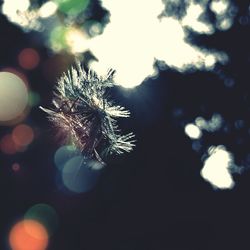 Low angle view of plant against sky