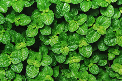 Lush creeping charlie plant natural pattern background