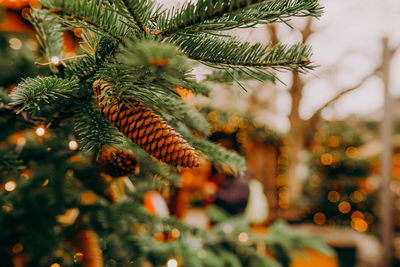 Close-up of pine tree