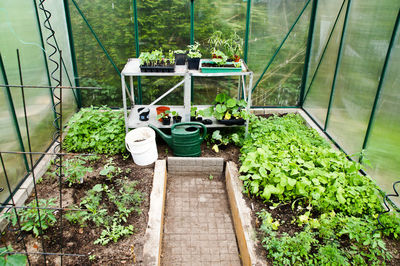 Potted plants in greenhouse