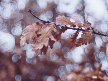 Close-up of water drops on autumn leaves