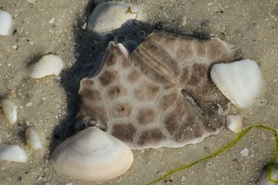 Close-up of turtle in sea