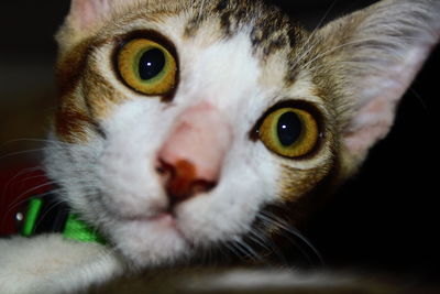 Close-up of cat