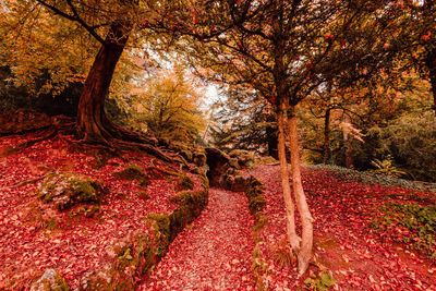 Trees in forest during autumn