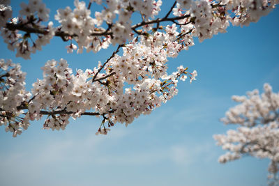 Low angle view of cherry blossoms against sky