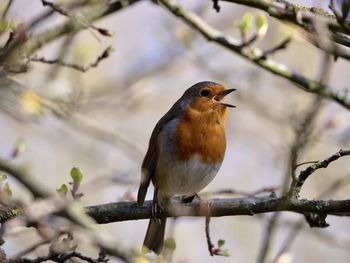 Close-up of bird perching on branch