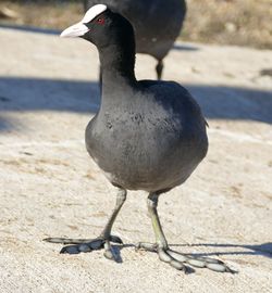 Close-up of bird on sand