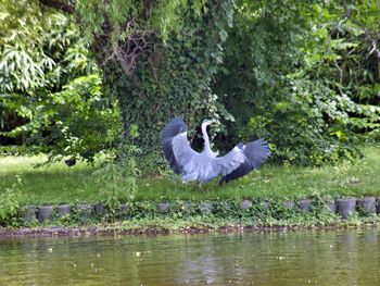 Swan on lake by trees