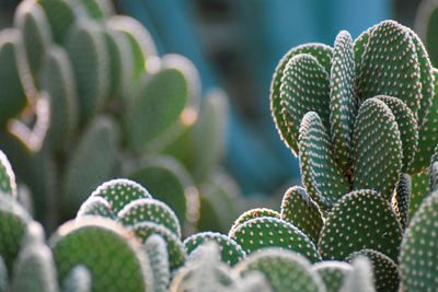 Close-up of succulent plant