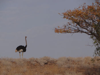 An ostrich in the namibian savannah on a beautiful autumn day with a tree at the edge