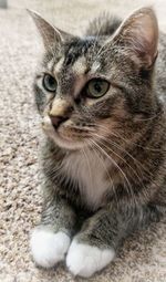 Close-up portrait of a cat