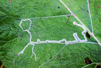 Close-up of green leaf on plant