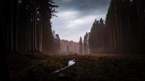 Panoramic shot of trees on field against sky