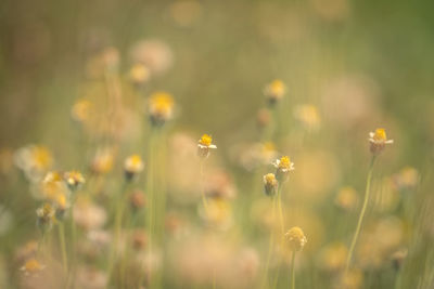 Close-up of yellow flowering plants on field