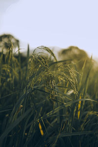 Close-up of stalks in field against sky