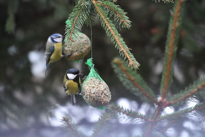 Close-up of bird perching on tree