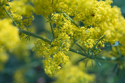 Wild yellow flower patrinia scabiosifolia. selective focus. background image