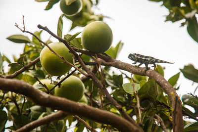 Low angle view of fruits on tree against sky