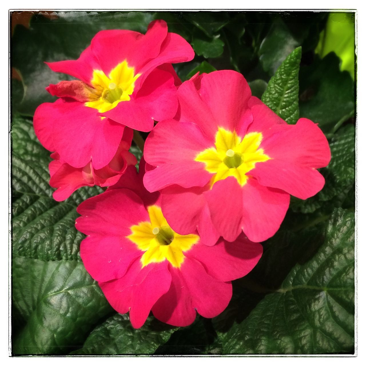 flower, transfer print, freshness, petal, fragility, flower head, auto post production filter, beauty in nature, pink color, growth, nature, close-up, blooming, red, plant, pollen, high angle view, in bloom, stamen, pink