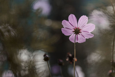 Close-up of pink cosmos flower