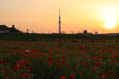 View of flowering plants on field during sunset