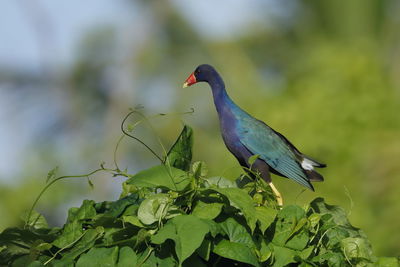 Close-up of bird perching on a plant